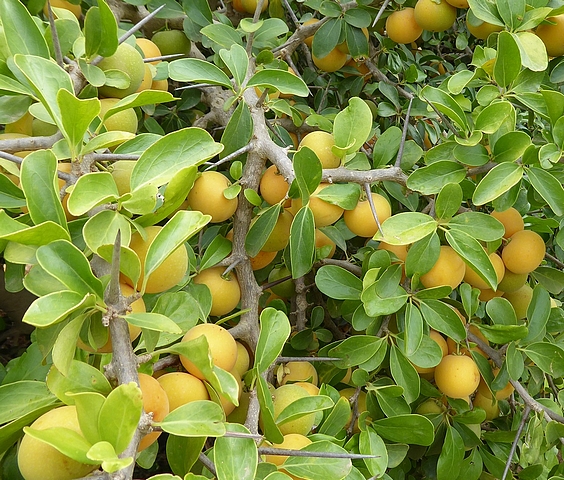 Dovyalis caffra (Hook.f. & Harv.) Warb. : belle fructification sur rameaux aux longues �pines
