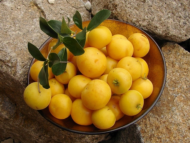 Dovyalis caffra (Hook.f. & Harv.) Warb. : fruits m�rs