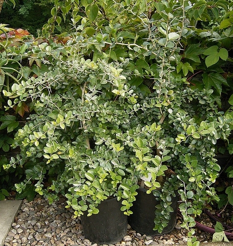 Dovyalis caffra (Hook.f. & Harv.) Warb. : plants en pots
