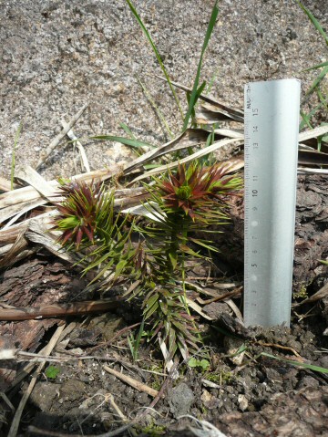 Araucaria araucana (Molina) K; Koch : sujet de 15 cm (deux ans) ayant r�sist� � une pointe de froid de -22�C