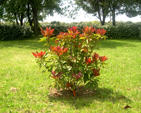 Eriobotrya deflexa 'La Mortola' (jeune sujet)