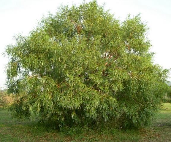 Rhus lancea L. f. �g� d'une quinzaine d'ann�es