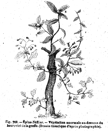 Chim�re Epine-N�flier, par Charles BALTET