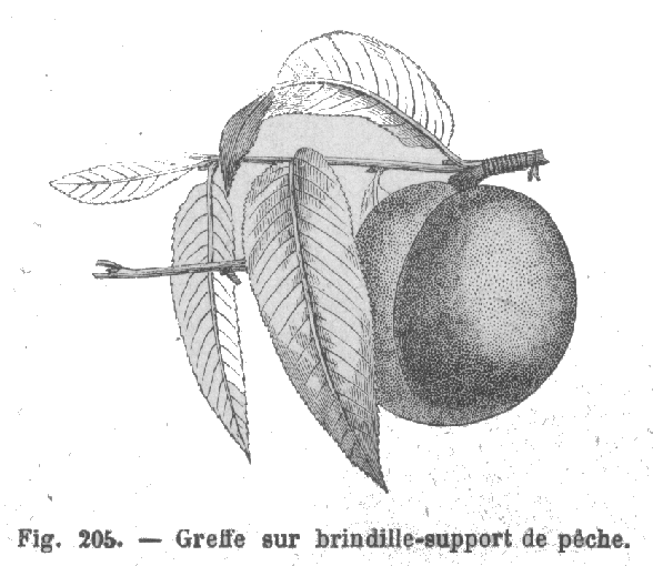 Greffe sur brindille-support de p�che, par Charles Baltet