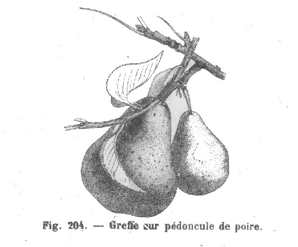 Greffe sur p�doncule de poire, par Charles Baltet
