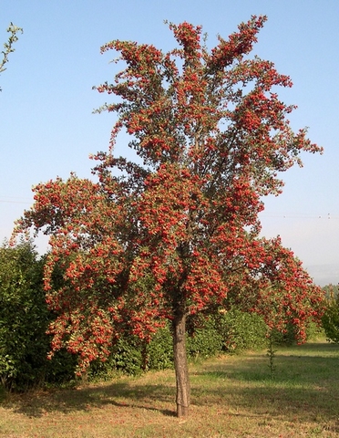 Crataegus azarolus : vari�t� � fruits rouges de taille moyenne (retombante lorsqu'en fructification).