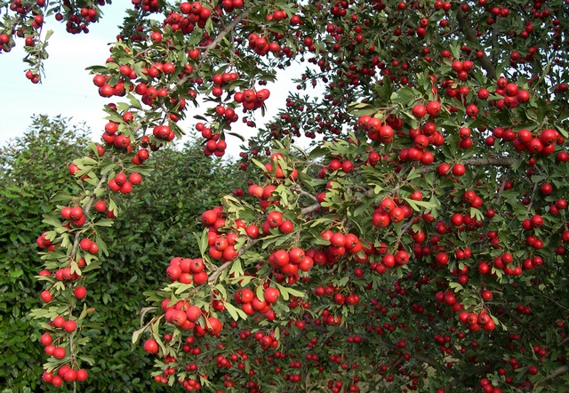 Crataegus azarolus : vari�t� � fruits rouges de taille moyenne (retombante lorsqu'en fructification).