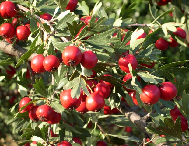 Crataegus azarolus : vari�t� � fruits rouges de taille moyenne (retombante lorsqu'en fructification).