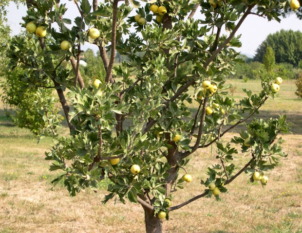 Crataegus azarolus : vari�t� � tr�s gros fruits jaunes et � port �rig�.