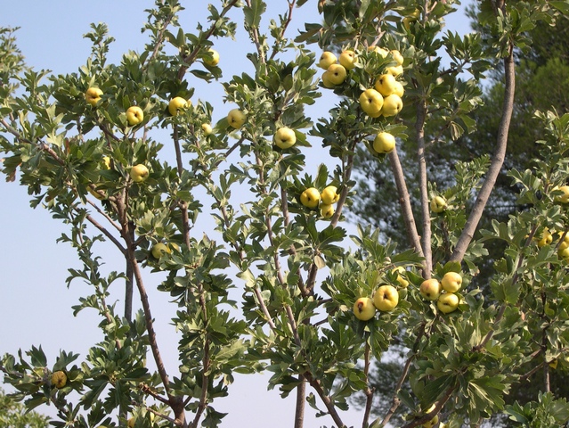 Crataegus azarolus : vari�t� � tr�s gros fruits jaunes et � port �rig�.