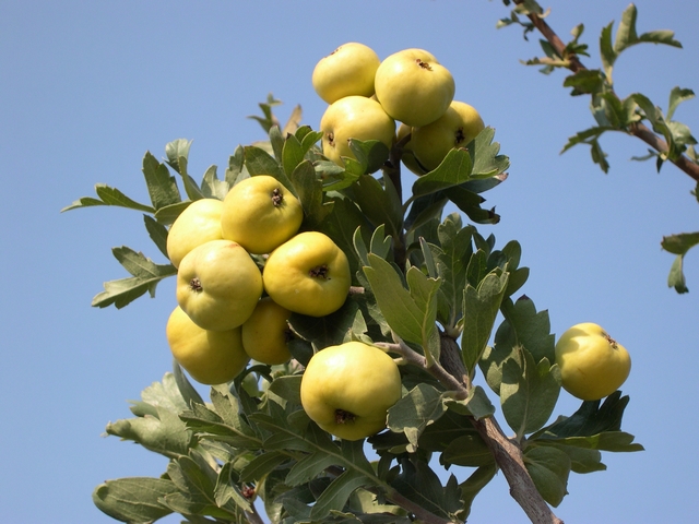 Crataegus azarolus : vari�t� � tr�s gros fruits jaunes et � port �rig�.