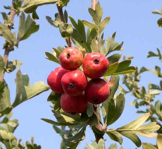 Crataegus azarolus : vari�t� � gros fruits rouges et � port �rig�.