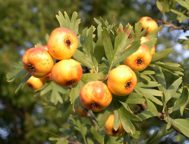 Crataegus azarolus : vari�t� � gros fruits jaunes, devenus orang�s � l'insolation