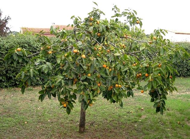 Diospyros kaki 'Farmacista Cicilia'