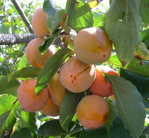 Diospyros kaki 'Farmacista Cicilia' : fruits en cours de maturation