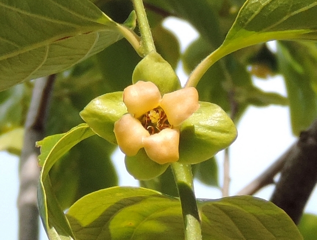 Diospyros kaki 'Farmacista Cicilia' : fleur �panouie