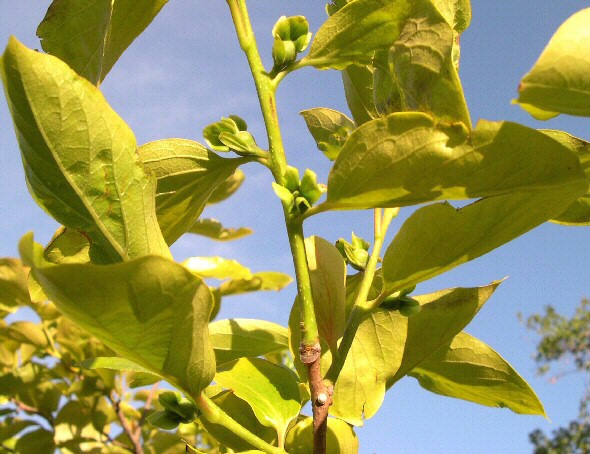 Diospyros kaki 'Farmacista Cicilia' : fleurs en formation