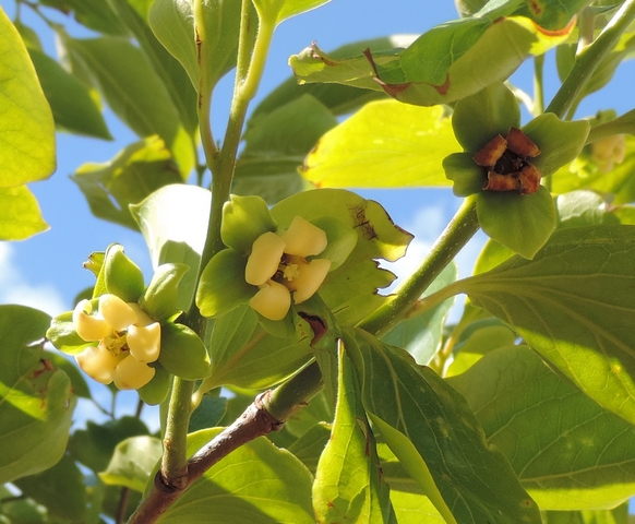 Diospyros kaki 'Farmacista Cicilia' : fleurs �panouies