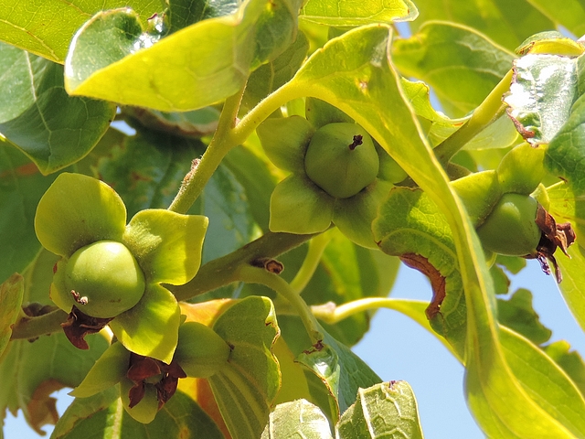 Diospyros kaki 'Farmacista Cicilia' : fruits en formation