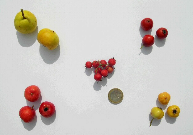 Crataegus azarolus : quatre vari�t�s d'az�roles