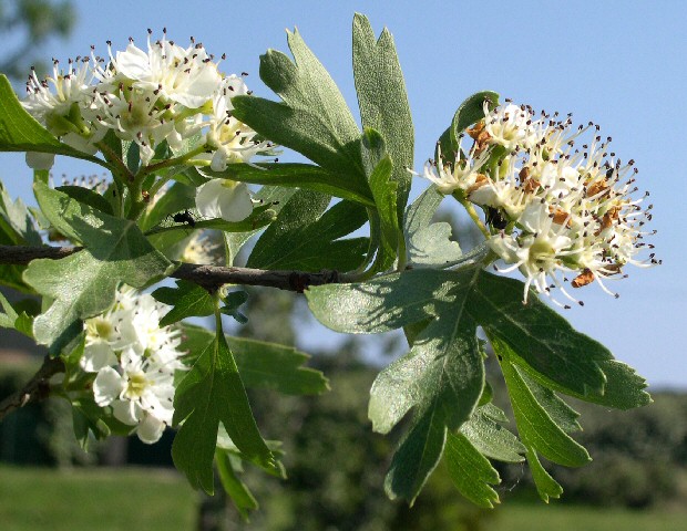 Crataegus azarolus : feuilles et fleurs (d�tail)