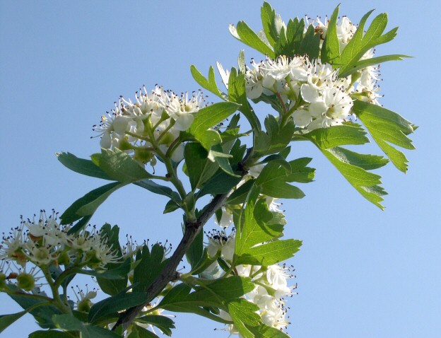 Crataegus azarolus : rameau fleuri