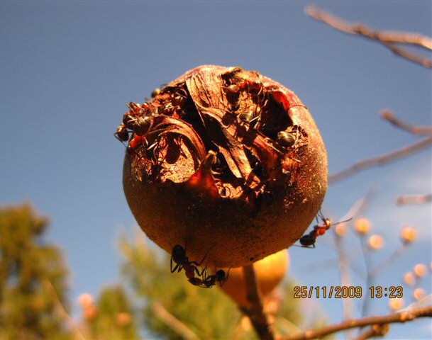 Mespilus germanica : n�fle blette rep�r�e par des fourmis 