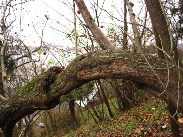 Mespilus germanica : arbre couch� depuis quinze ans