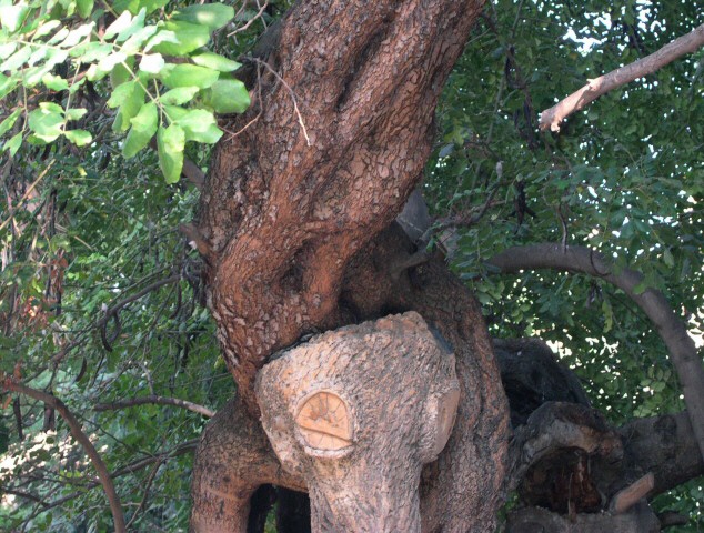 Caroubiers (Ceratonia siliqua L.) multis�culaires : �tai en faux bois/ciment