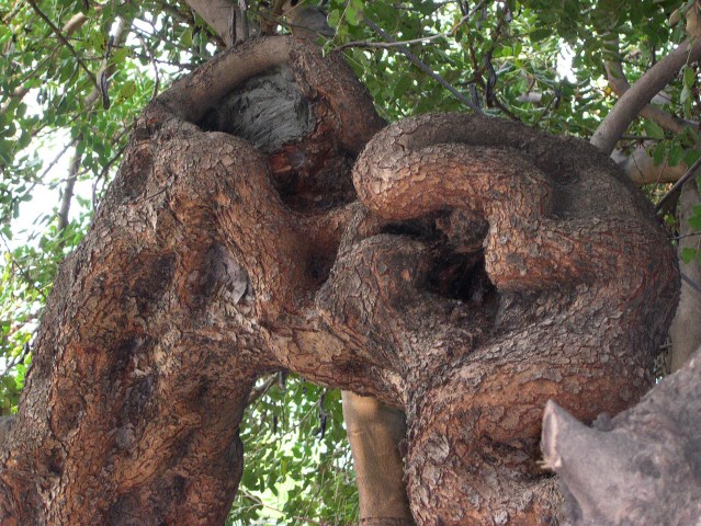 Caroubiers (Ceratonia siliqua L.) multis�culaires : d�part � angle droit