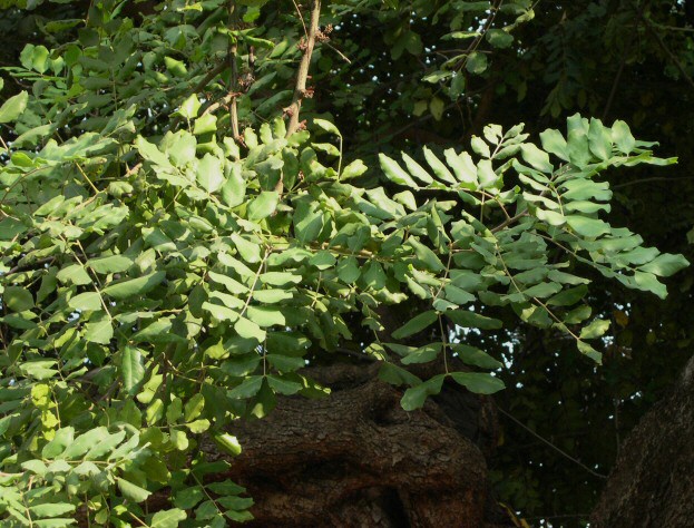 Caroubiers (Ceratonia siliqua L.) multis�culaires : rameau de mi-hauteur