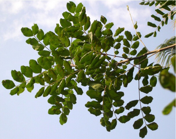 Caroubiers (Ceratonia siliqua L.) multis�culaires : rameau de plein ciel