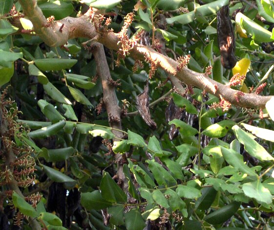Caroubiers (Ceratonia siliqua L.) multis�culaires : branchage avec fleurs