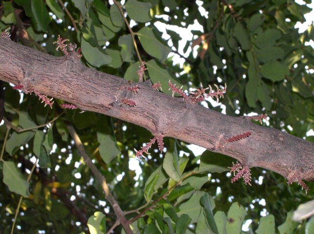 Caroubiers (Ceratonia siliqua L.) multis�culaires : fleurs