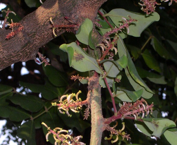Caroubiers (Ceratonia siliqua L.) multis�culaires : gros plan de fleurs