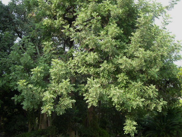 Caroubiers (Ceratonia siliqua L.) multis�culaires : bas de la frondaison