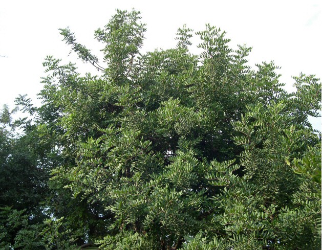 Caroubiers (Ceratonia siliqua L.) multis�culaires : haut de la frondaison