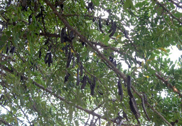 Caroubiers (Ceratonia siliqua L.) multis�culaires : caroubes sous frondaison