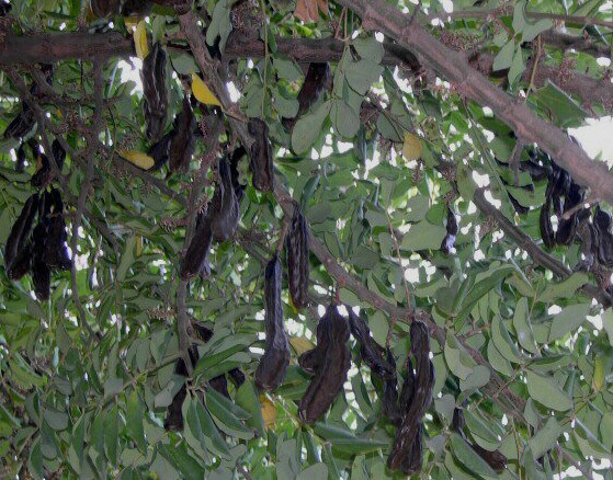 Caroubiers (Ceratonia siliqua L.) multis�culaires : caroubes m�res