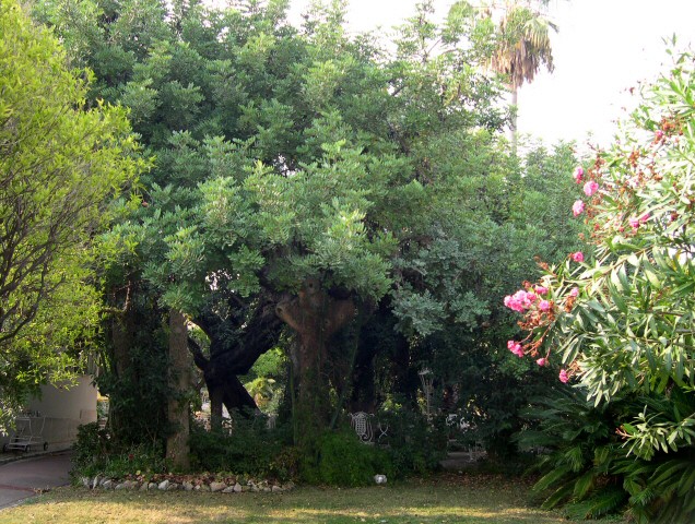 Caroubiers (Ceratonia siliqua L.) multis�culaires : une protection enveloppante