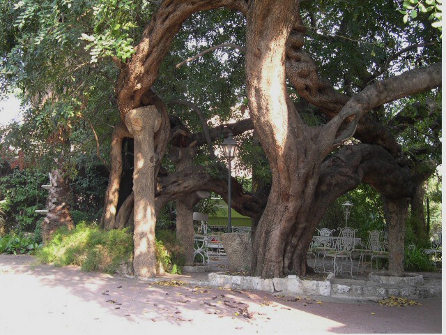 Caroubiers (Ceratonia siliqua L.) multis�culaires : majestueuse tonnelle naturelle