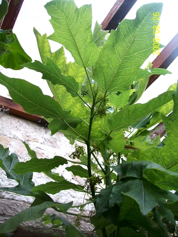 Carica quercifolia : feuilles