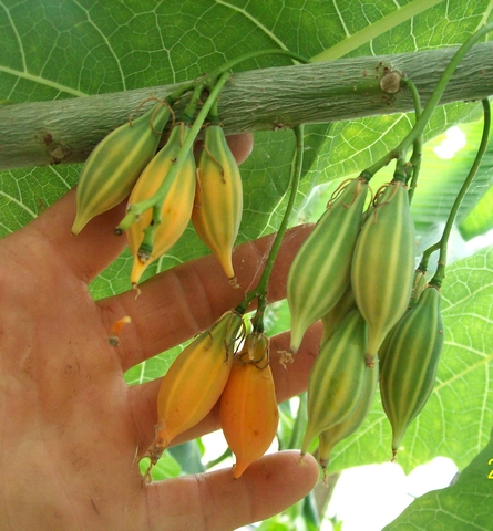 Carica quercifolia : fruits