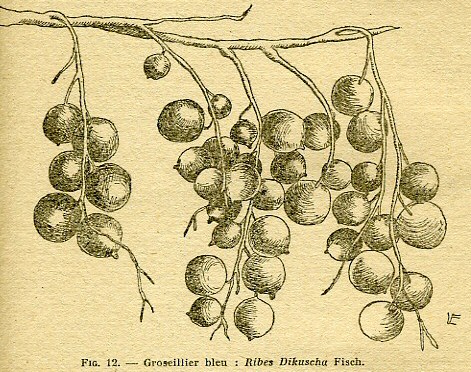 Groseillier bleu (Ribes Dikuscha Fisch.).