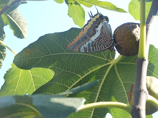 Charaxes jasius L. (nymphale de l'arbousier) se nourrissant dans l'ostiole d'une figue � surmaturit�