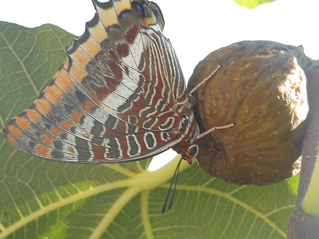 Charaxes jasius L. (nymphale de l'arbousier) se nourrissant dans l'ostiole d'une figue � surmaturit�