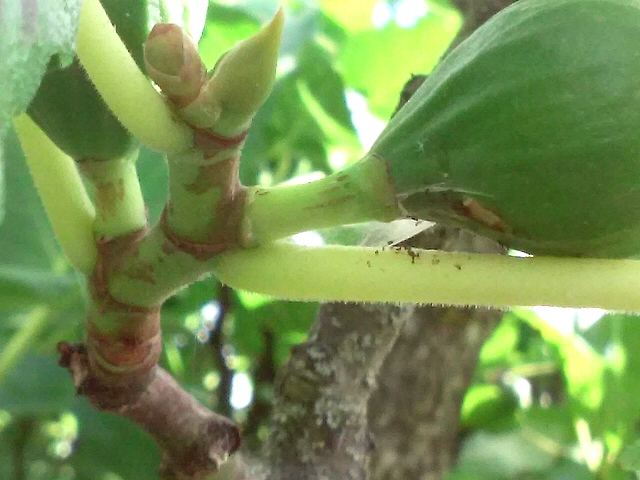 Choreutis nemorana H�bner (teigne du Figuier) : chenille attaquant la base d'une figue