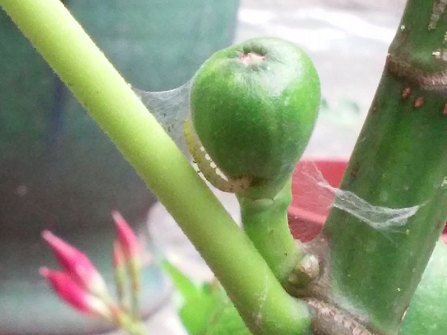 Choreutis nemorana H�bner (teigne du Figuier) : chenille attaquant une jeune figue immature