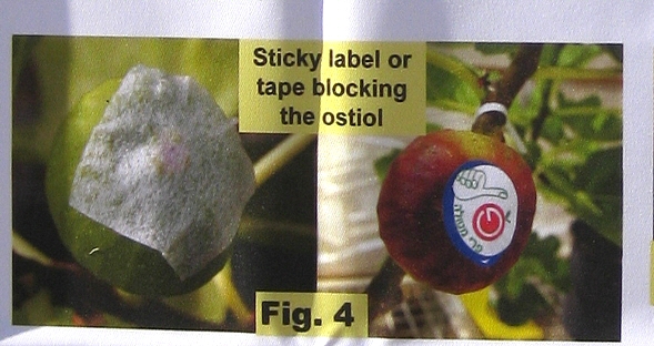 Obturation de l'ostiole pour �viter les attaques de thrips sur figues