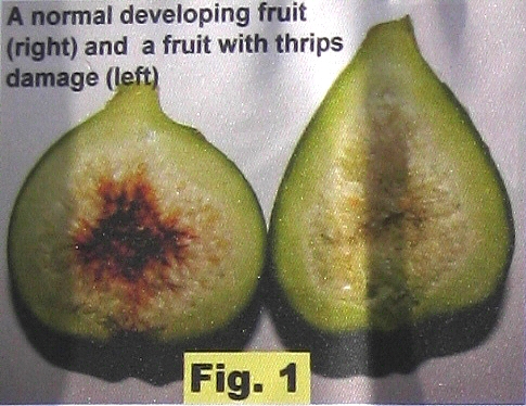 D�g�ts des thrips � l'int�rieur des figues en d�veloppement